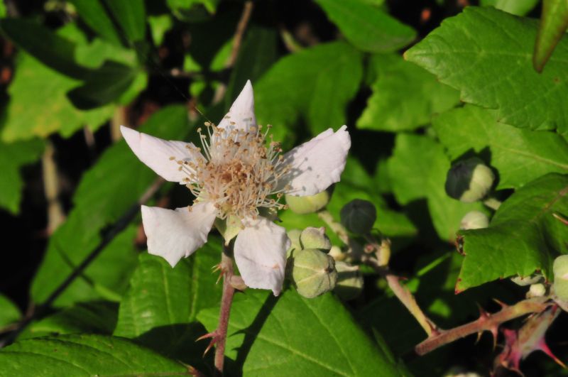 Rubus ulmifolius